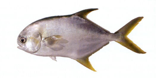 网箱养殖卵形鲳鲹数据库展示图